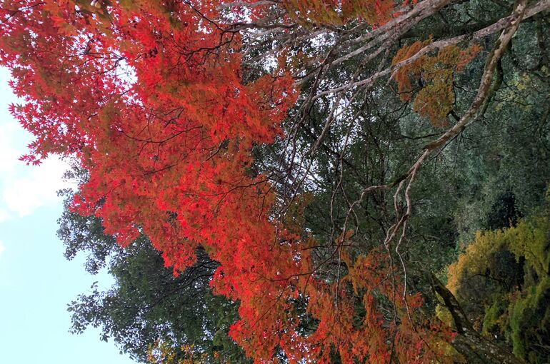 紅葉狩り