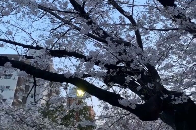 桜